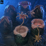 Aliens - 40th Anniversary Carton of Alien Eggs 6-Pack Accessory Pack - NECA